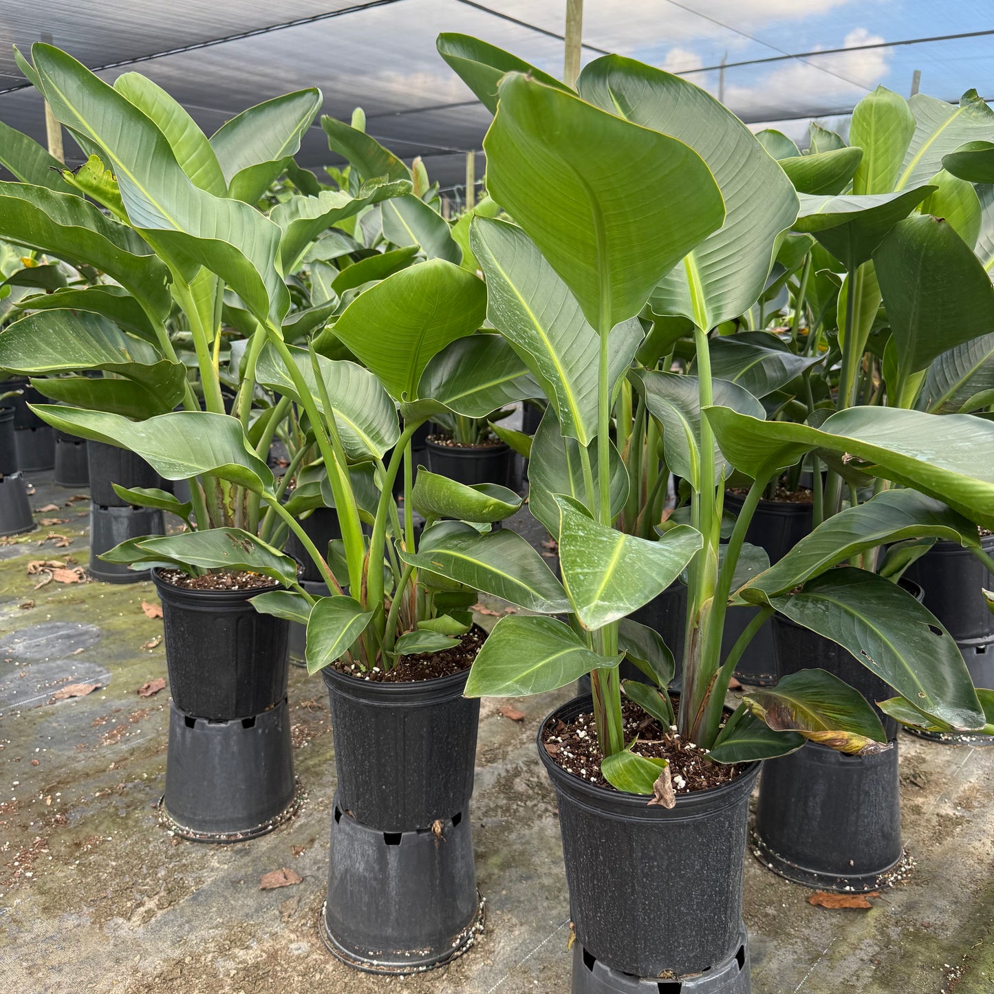 White Bird of Paradise