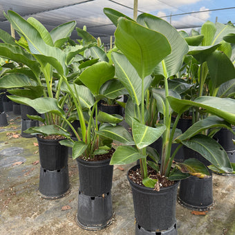 White Bird of Paradise