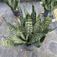 Sansevieria ‘Robusta Green’
