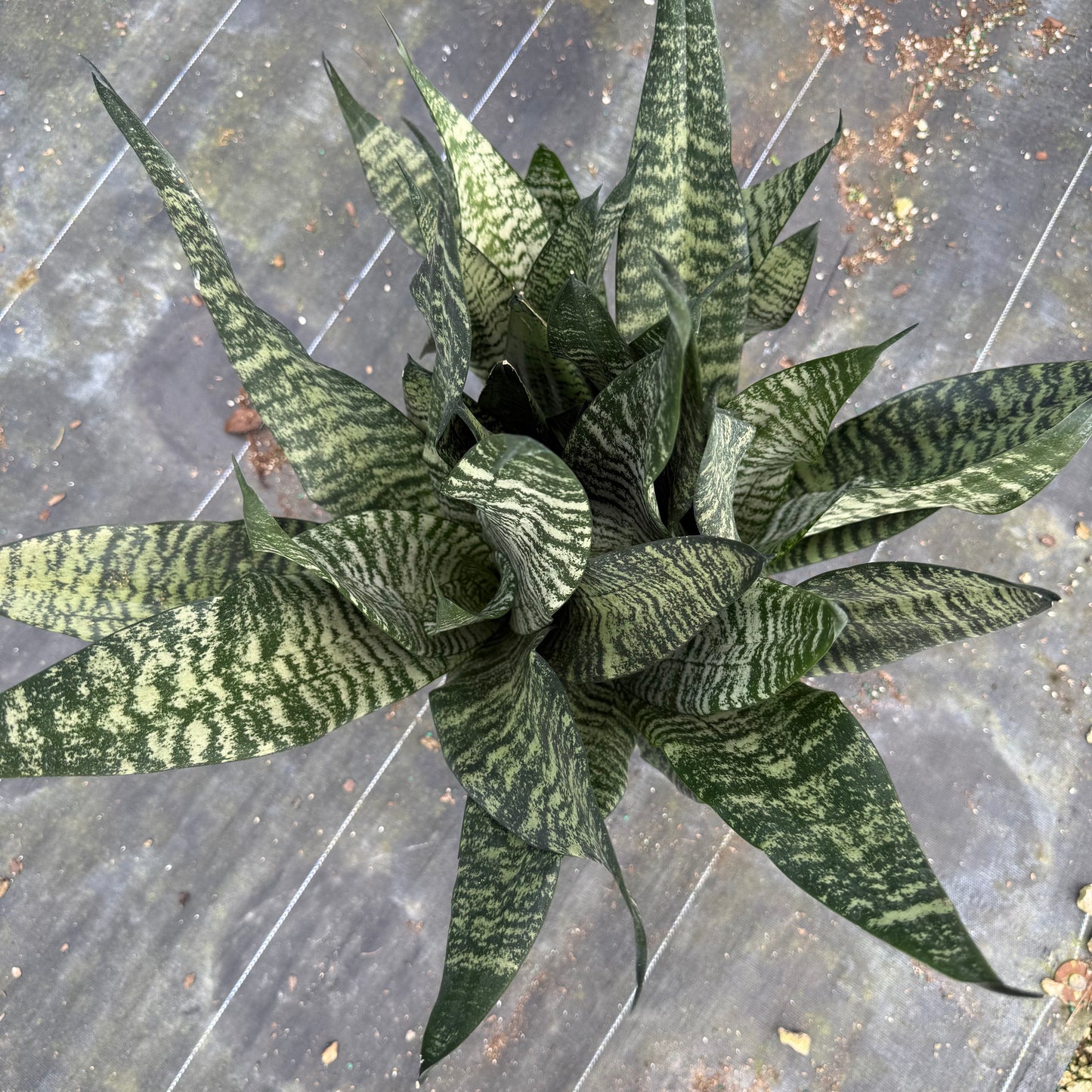Sansevieria ‘Robusta Green’