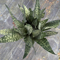 Sansevieria ‘Robusta Green’