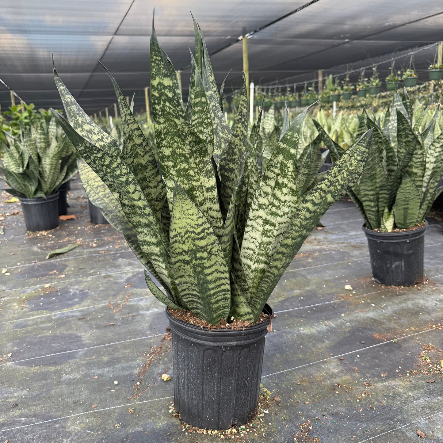 Sansevieria ‘Robusta Green’