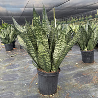 Sansevieria ‘Robusta Green’