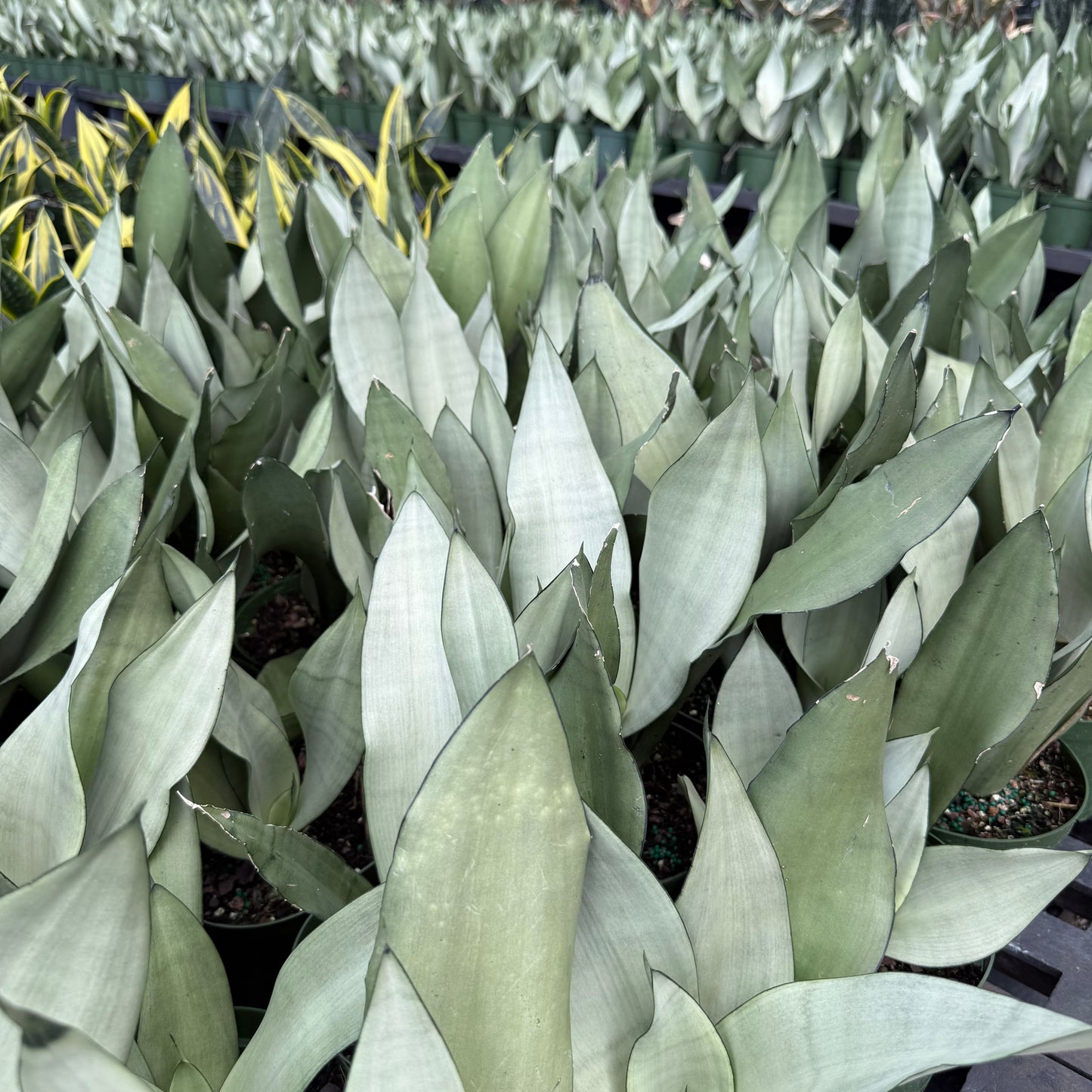 Sansevieria Moonshine