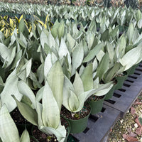 Sansevieria Moonshine