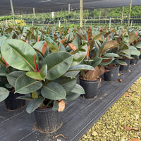 Ficus Robusta
