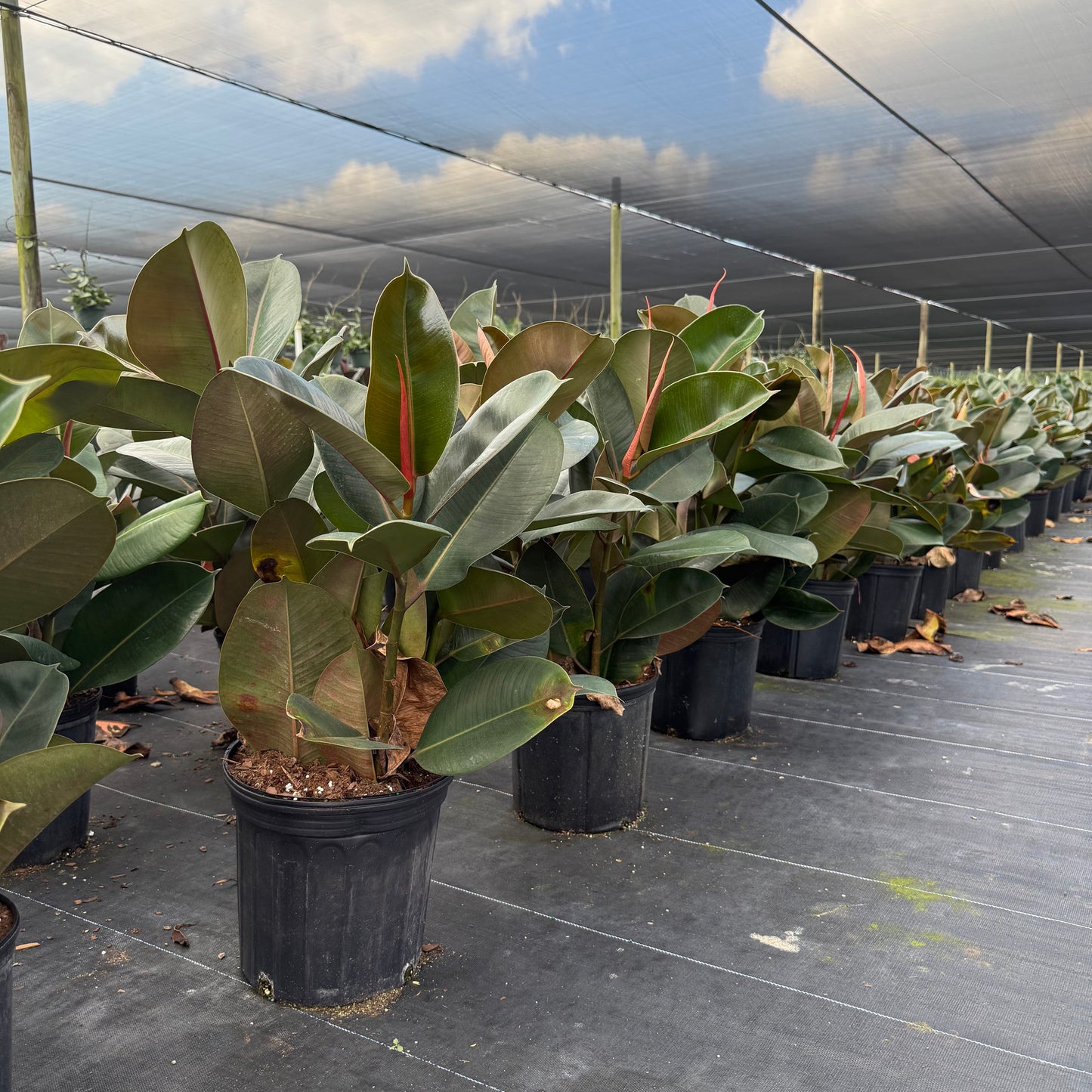 Ficus Robusta