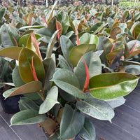 Ficus Robusta
